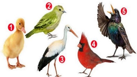Psihološki test: izberite ptico, ki vam je najbolj všeč, in odkrijte, kaj vas dela posebne