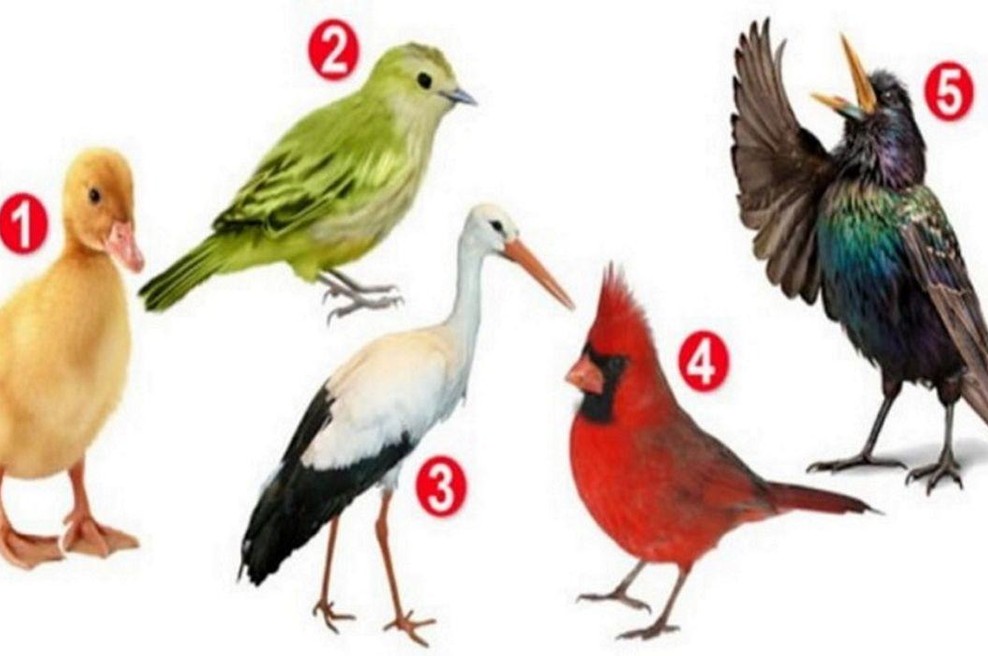Psihološki test: izberite ptico, ki vam je najbolj všeč, in odkrijte, kaj vas dela posebne (foto: Pinterest / Posnetek zaslona)