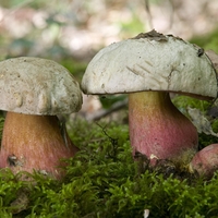 V tujini jih strežejo v vsaki restavraciji, a ob neustrezni pripravi so lahko izjemno nevarne: znanstveniki opozarjajo na gobe, ki povzročajo srhljive halucinacije