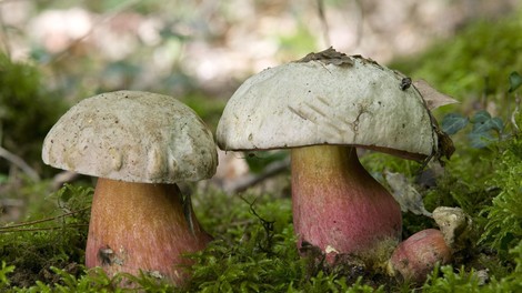V tujini jih strežejo v vsaki restavraciji, a ob neustrezni pripravi so lahko izjemno nevarne: znanstveniki opozarjajo na gobe, ki povzročajo srhljive halucinacije