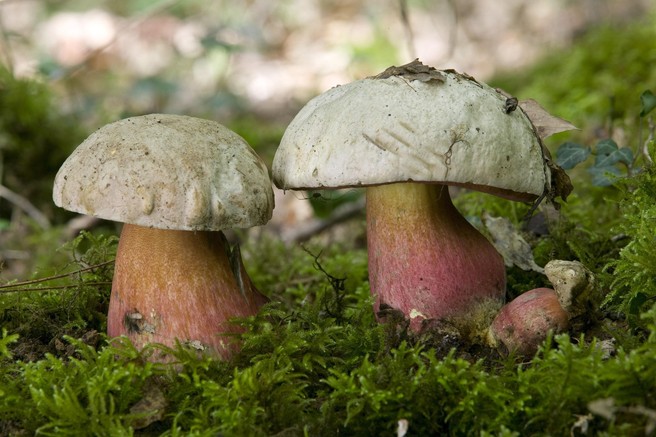 V tujini jih strežejo v vsaki restavraciji, a ob neustrezni pripravi so lahko izjemno nevarne: znanstveniki opozarjajo na gobe, ki povzročajo srhljive halucinacije