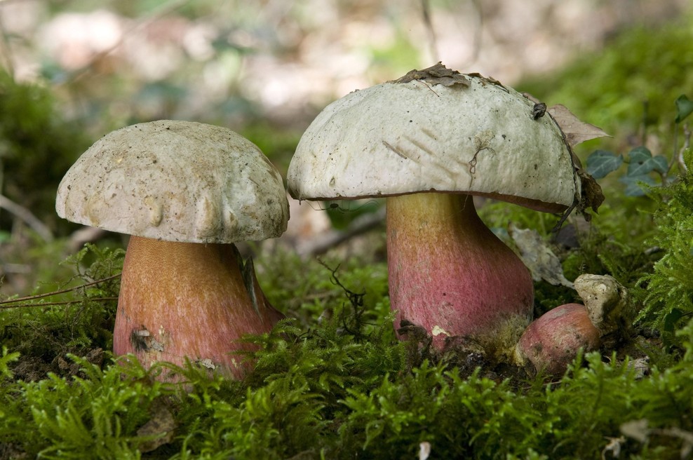 Fotografija je simbolična. (foto: Profimedia)