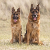 Stroški njihove oskrbe so nadpovprečni: to je 6 pasem psov, ki veljajo za "najdražje"