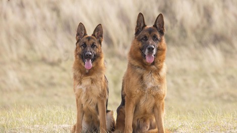 Stroški njihove oskrbe so nadpovprečni: to je 6 pasem psov, ki veljajo za "najdražje"