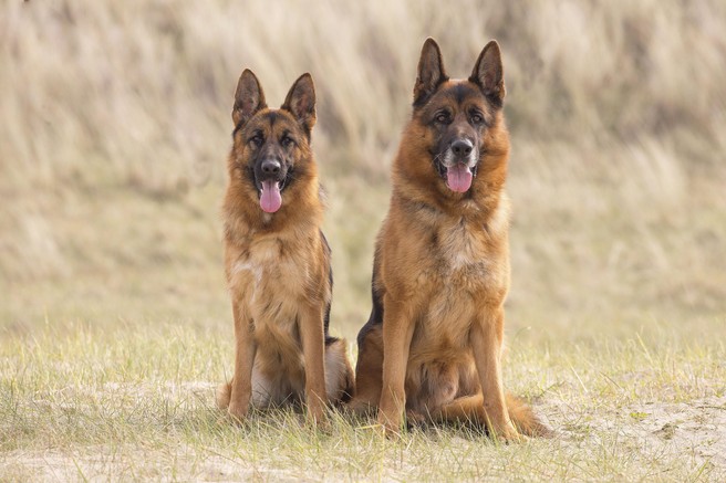 Stroški njihove oskrbe so nadpovprečni: to je 6 pasem psov, ki veljajo za "najdražje"