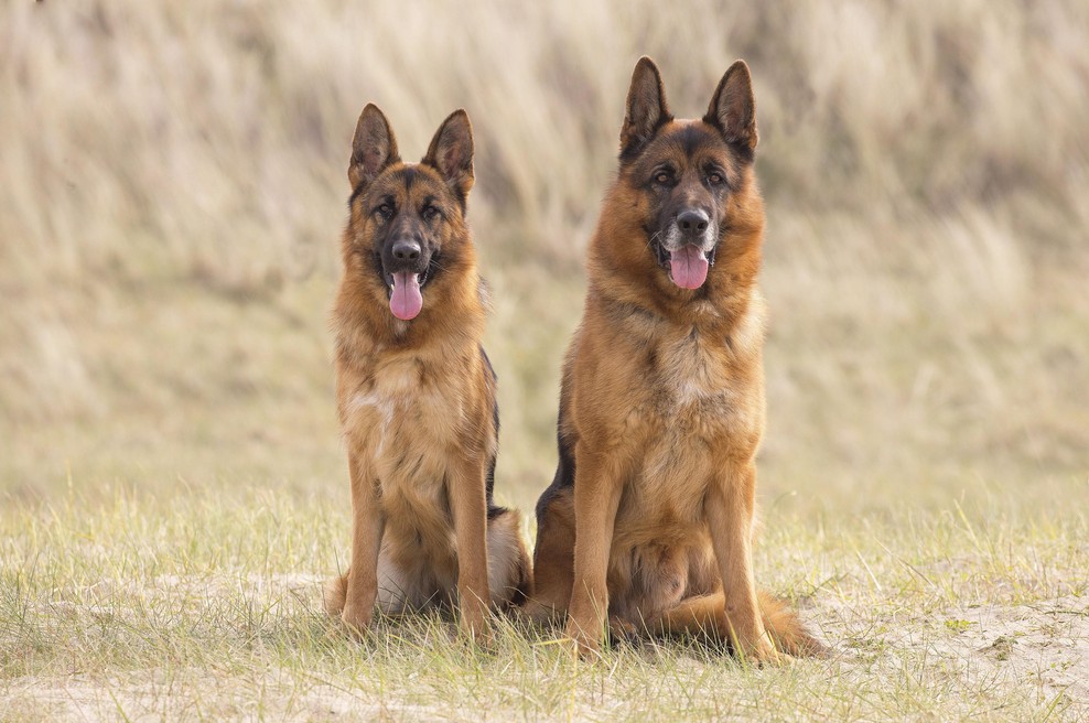 Stroški njihove oskrbe so nadpovprečni: to je 6 pasem psov, ki veljajo za "najdražje" (foto: Profimedia)