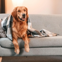 Kako psa navaditi na življenje v stanovanju? Od vsega je najpomembnejša ena stvar