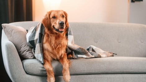 Kako psa navaditi na življenje v stanovanju? Od vsega je najpomembnejša ena stvar