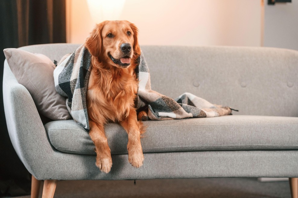 Kako psa navaditi na življenje v stanovanju? Od vsega je najpomembnejša ena stvar (foto: Profimedia)
