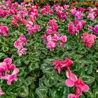 Za čudovit zimski balkon: s tem trikom bodo vaše ciklame cvetele kot nore