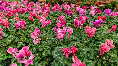 Za čudovit zimski balkon: s tem trikom bodo vaše ciklame cvetele kot nore