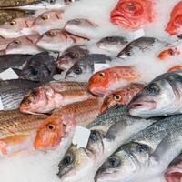 Ni losos: strokovnjaki so to ribo razglasili za eno najbolj zdravih živil na svetu