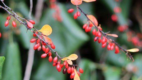 "Naravni Ozempic" naj bi se skrival tudi v tej balkanski rastlini: kaj o tem pravijo znanstveniki?