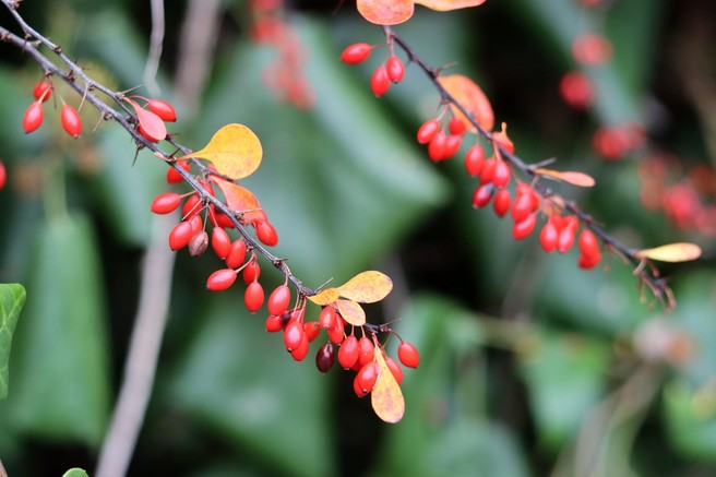 "Naravni Ozempic" naj bi se skrival tudi v tej balkanski rastlini: kaj o tem pravijo znanstveniki?