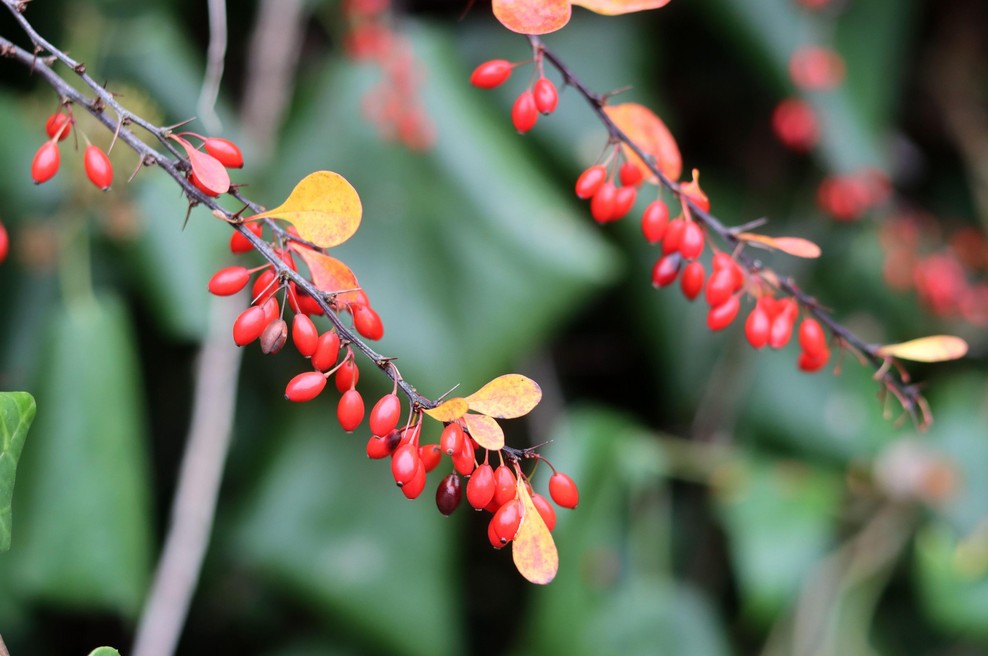"Naravni Ozempic" naj bi se skrival tudi v tej balkanski rastlini: kaj o tem pravijo znanstveniki? (foto: Profimedia)