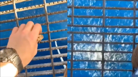 Z naftne platforme je v morje vrgel košček hrane: shrljiv prizor iz oceana je osupnil (VIDEO)