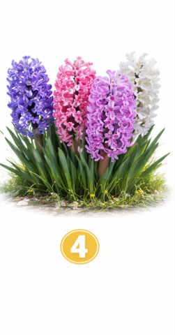 4 Hijacinte Če ste izbrali hijacinte, ste močna, odločna in zelo izrazita osebnost. Ne bojite se povedati svojega mnenja in …