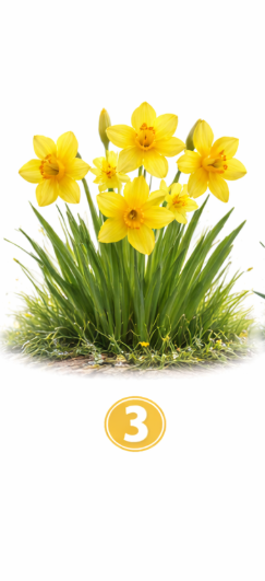 3 Narcise Če ste izbrali narcise, ste samozavestna, odprta in energična oseba. Radi ste v središču dogajanja in imate naravno …