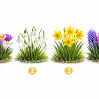 Katero spomladansko cvetlico bi izbrali? Ta preprost psihološki test pokaže vašo pravo osebnost