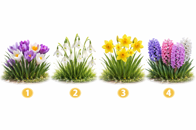 Katero spomladansko cvetlico bi izbrali? Ta preprost psihološki test pokaže vašo pravo osebnost