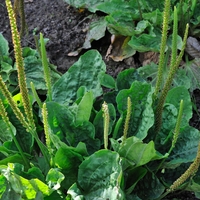 Raste skoraj na vsakem dvorišču, a le redki vedo, kako zdravilna je: že poznate to čudežno rastlino?