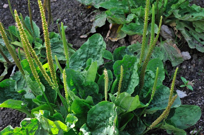 Raste skoraj na vsakem dvorišču, a le redki vedo, kako zdravilna je: že poznate to čudežno rastlino?