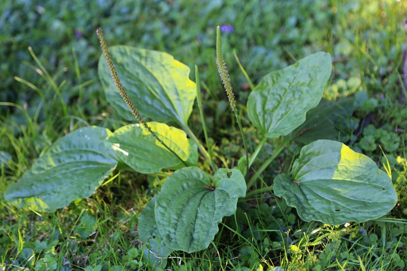 Raste skoraj na vsakem dvorišču, a le redki vedo, kako zdravilna je: že poznate to čudežno rastlino?