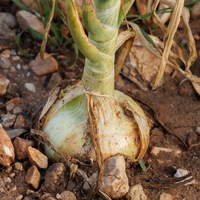 Kitajska metoda sajenja čebule: zagotavlja obilno rast in velike, čvrste plodove
