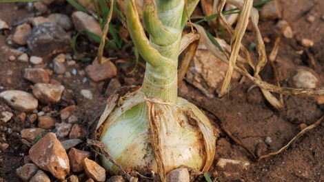 Kitajska metoda sajenja čebule: zagotavlja obilno rast in velike, čvrste plodove