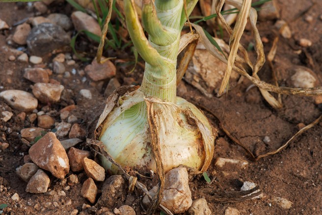 Kitajska metoda sajenja čebule: zagotavlja obilno rast in velike, čvrste plodove