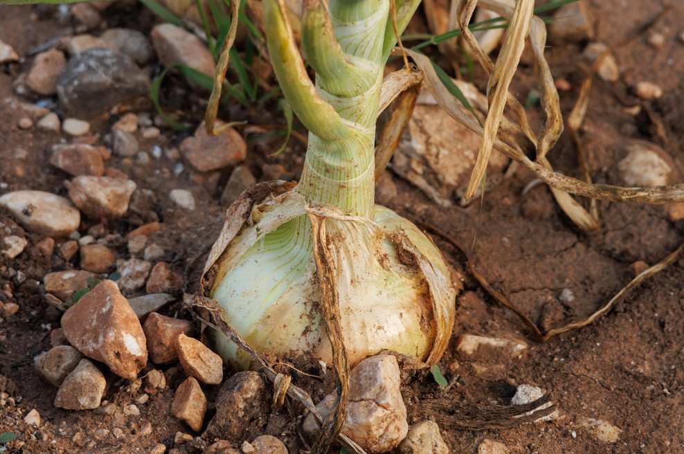 Kitajska metoda sajenja čebule: zagotavlja obilno rast in velike, čvrste plodove (foto: Profimedia)