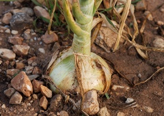 Kitajska metoda sajenja čebule: zagotavlja obilno rast in velike, čvrste plodove