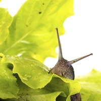 Strokovnjaki razkrili: "Evo, tako se znebite polžev na vrtu"