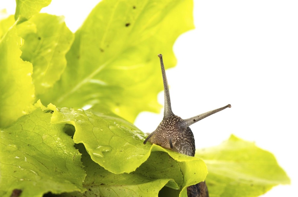 Strokovnjaki razkrili: "Evo, tako se znebite polžev na vrtu" (foto: profimedia)