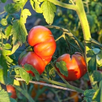 Ko sadite paradižnik, naredite to in vaši pridelki se bodo podvojili