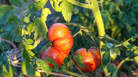 Ko sadite paradižnik, naredite to in vaši pridelki se bodo podvojili