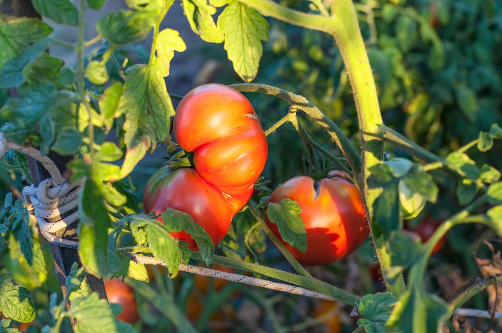 Ko sadite paradižnik, naredite to in vaši pridelki se bodo podvojili (foto: Profimedia)