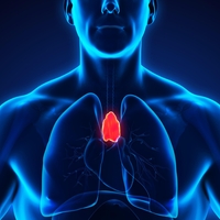 Timus je pomembnejši, kot smo mislili: ta "pozabljeni" organ vas lahko ščiti pred rakom