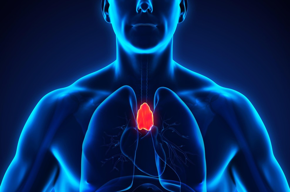 Timus je pomembnejši, kot smo mislili: ta "pozabljeni" organ vas lahko ščiti pred rakom (foto: Profimedia)