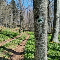Pohodnikom po kočevskih gozdovih pot presekala medvedka! (FOTO)