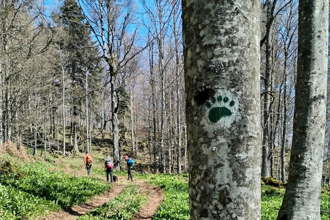 Pohodnikom po kočevskih gozdovih pot presekala medvedka! (FOTO)