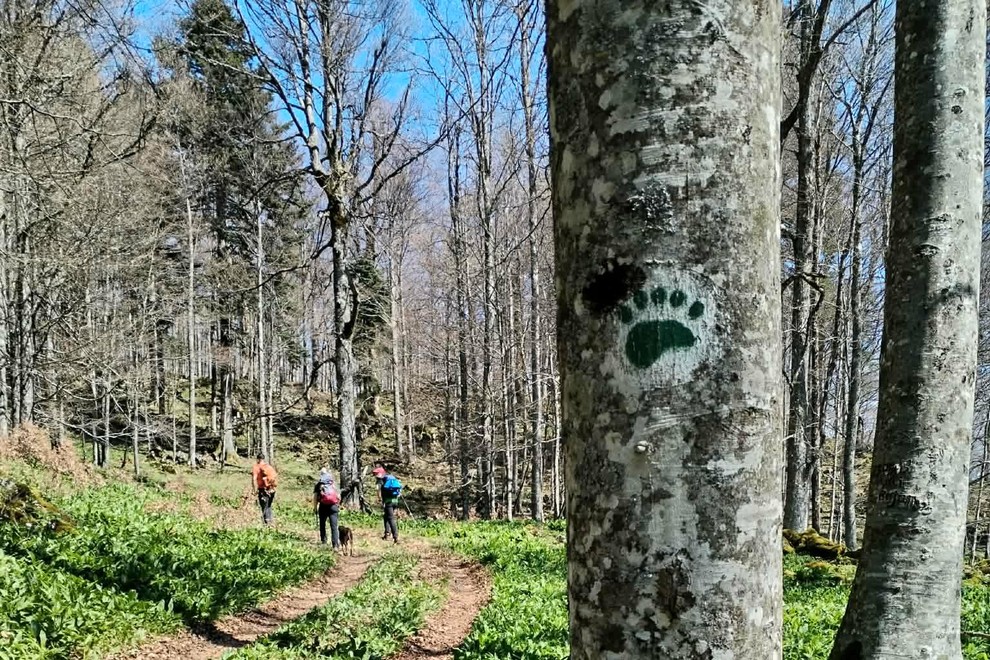 Pohodnikom po kočevskih gozdovih pot presekala medvedka! (FOTO)