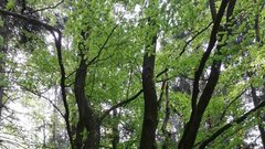 Pohodnikom po kočevskih gozdovih pot presekala medvedka! (FOTO)