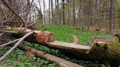 Pohodnikom po kočevskih gozdovih pot presekala medvedka! (FOTO)