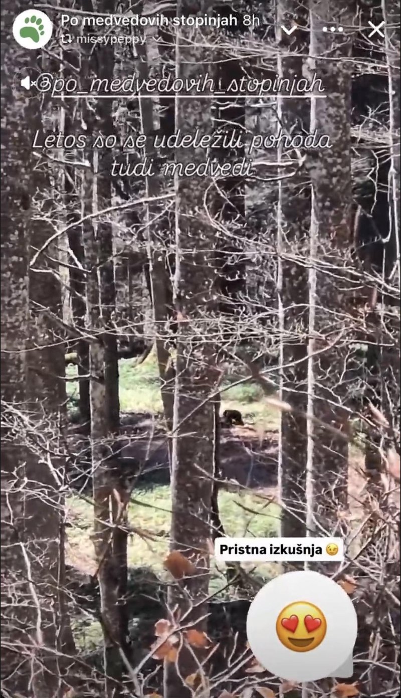 Pohodnikom po kočevskih gozdovih pot presekala medvedka! (FOTO)