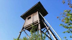 Pohodnikom po kočevskih gozdovih pot presekala medvedka! (FOTO)