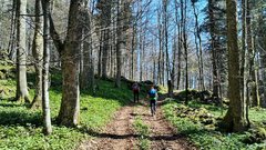 Pohodnikom po kočevskih gozdovih pot presekala medvedka! (FOTO)