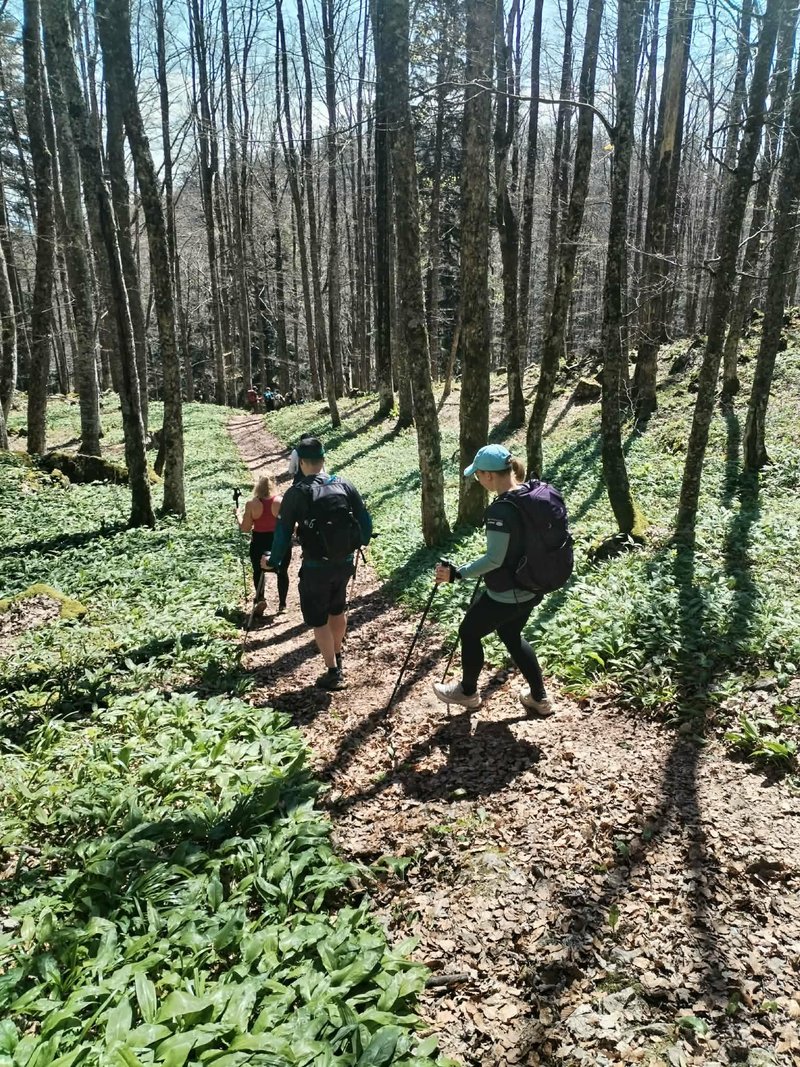 Pohodnikom po kočevskih gozdovih pot presekala medvedka! (FOTO)