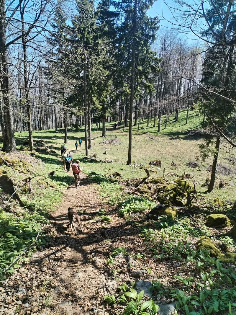 Pohodnikom po kočevskih gozdovih pot presekala medvedka! (FOTO)