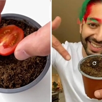Posadil seme paradižnika iz burgerja, 3 mesece kasneje pa šokiran gledal, kaj je zraslo